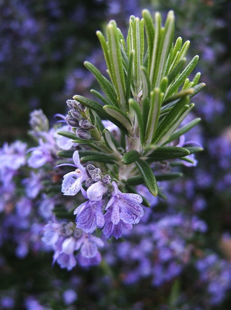 Rosemary, Felixstowe nature reserve